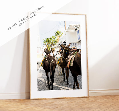 Santorini Donkey Photography Print - Greece - Print - Poster - Santorini Photography - Greece Wall Art - Donkey - Donkeys - Thera - Fira