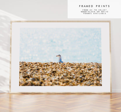 Seagull Print - Photography Print - Portsmouth and Southsea Prints - Wall Art -  Frame and Canvas Options - Landscape