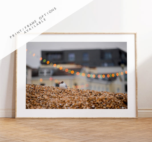 Seagull Print - Photography Print - Portsmouth and Southsea Prints - Wall Art -  Frame and Canvas Options - Landscape